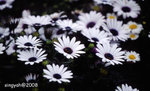 img184_up
