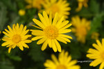 IMG_3531u