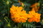 IMG_3533u
