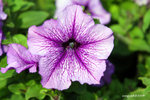 IMG_3535u
