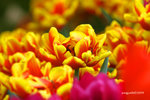 IMG_3546u