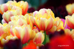 IMG_3548u