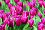IMG_3554u