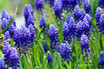 IMG_3561u