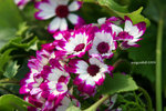 IMG_3562u
