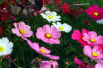IMG_3571u