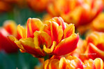 IMG_3574u