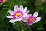 IMG_3577u