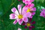 IMG_3590u