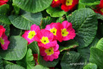 IMG_8504u