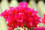 IMG_8508u