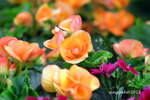IMG_8509u