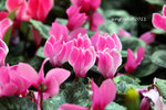 IMG_8510u
