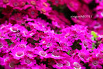 IMG_8511u