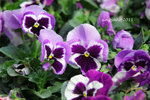 IMG_8512u