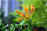 IMG_8521u