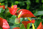 IMG_8522u