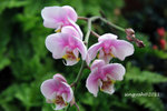 IMG_8528u