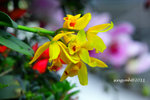 IMG_8529u