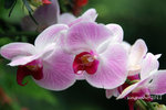 IMG_8530u