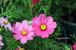 IMG_8532u
