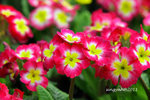 IMG_8534u