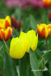 IMG_8537u