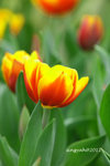 IMG_8540u