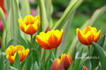 IMG_8542u