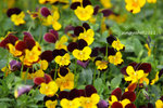 IMG_8545u