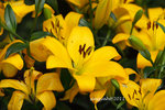 IMG_8548u