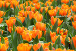 IMG_8555u