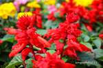 IMG_8638u