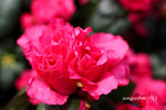IMG_8639u