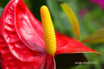 IMG_8643u