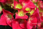 IMG_8645u