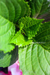 IMG_8649u