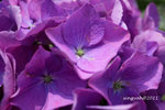 IMG_8656u