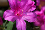 IMG_8660u
