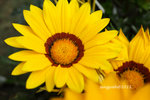 IMG_8665u