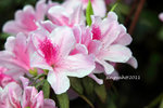 IMG_8669u