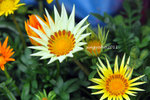 IMG_8670u
