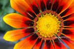 IMG_8671u