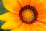 IMG_8677u