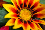 IMG_8679u