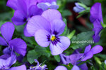 IMG_8683u