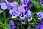 IMG_8685u