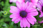 IMG_8693u