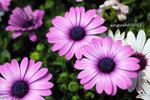 IMG_8696u