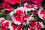 IMG_8698u